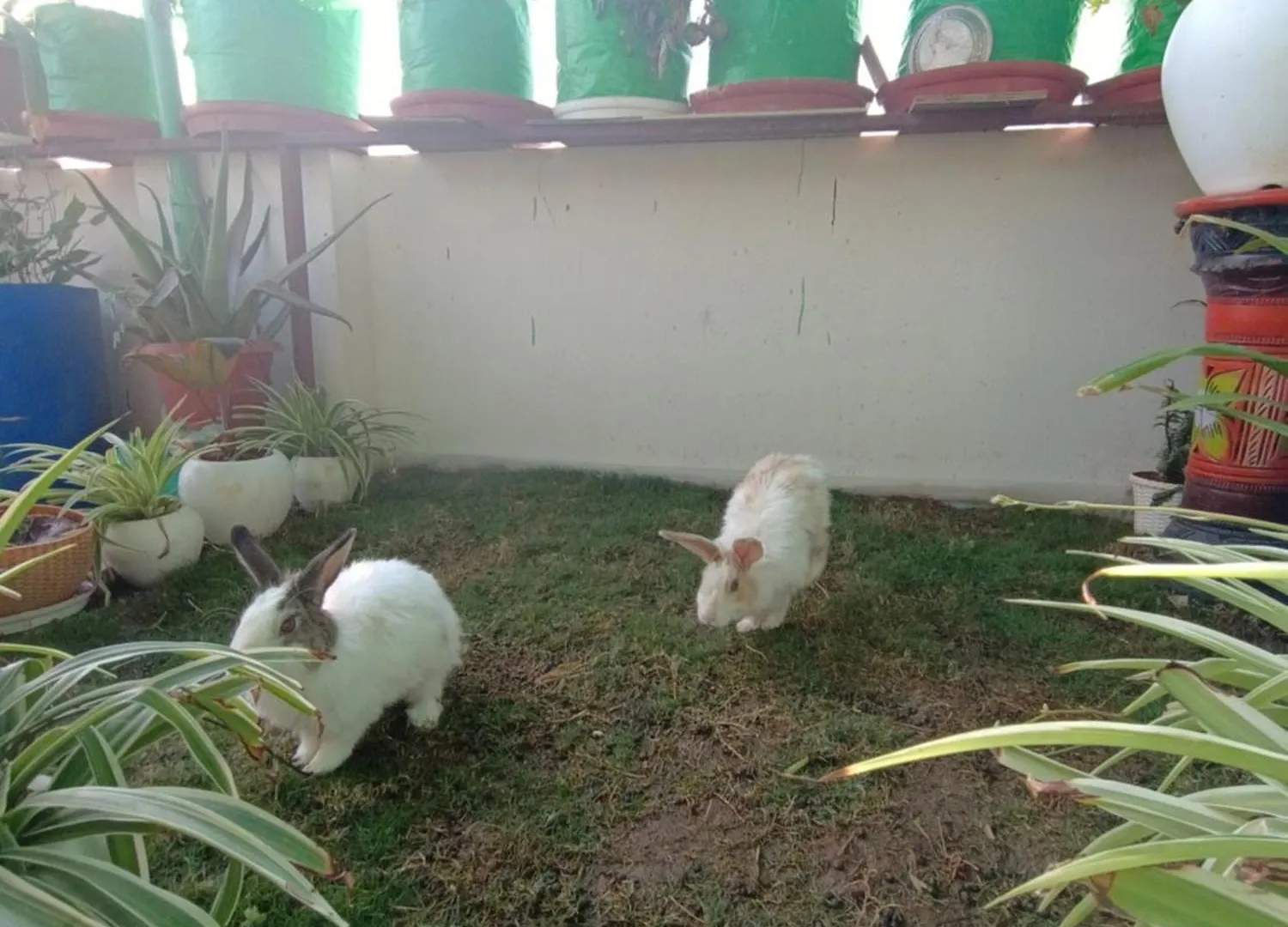 Choudhary White House Udaipur Apartment